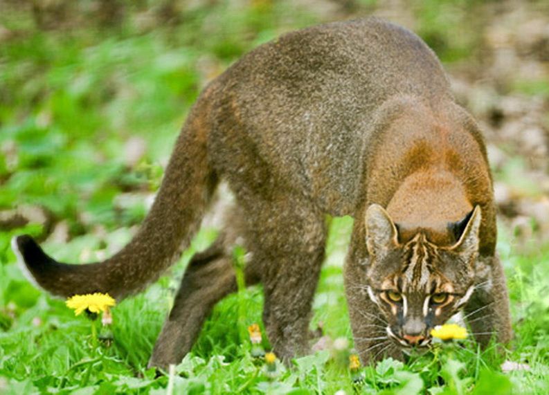 Дикая кошка темминка: описание внешности и характера, ареал обитания и образ жизни, размножение и численность вида