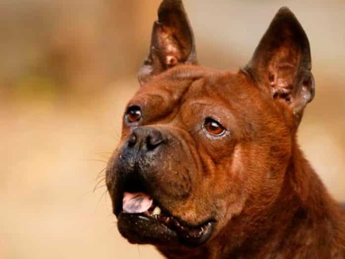 Собака чунцин или китайский бульдог: описание породы и стоимость щенка