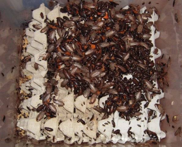 ❶ мраморные тараканы: чем кормить, содержание и разведение в домашних условиях самки и самца