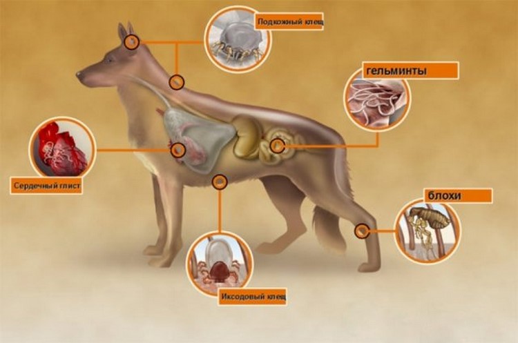 Глисты у собак: симптомы и причины появления, способы противодействия, лечение и профилактика