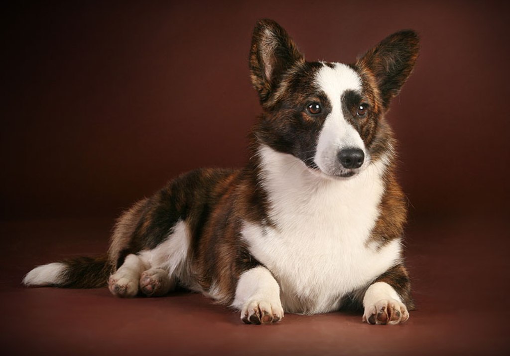 Вельш-корги-кардиган (26 фото): описание и характер породы. какой стандарт собаки данной породы? распространенные окрасы щенков