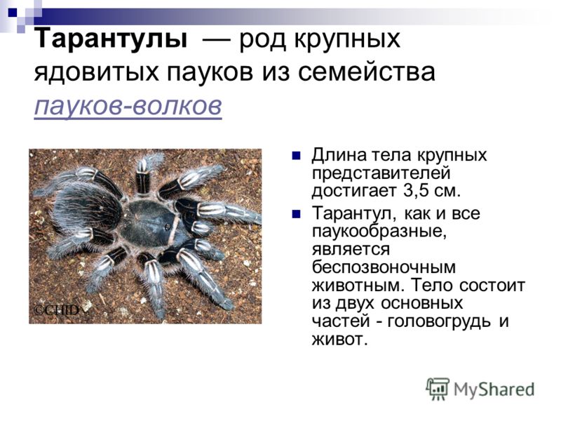 Паук каракурт: фото и описание, как выглядит белый паук, где обитает в россии