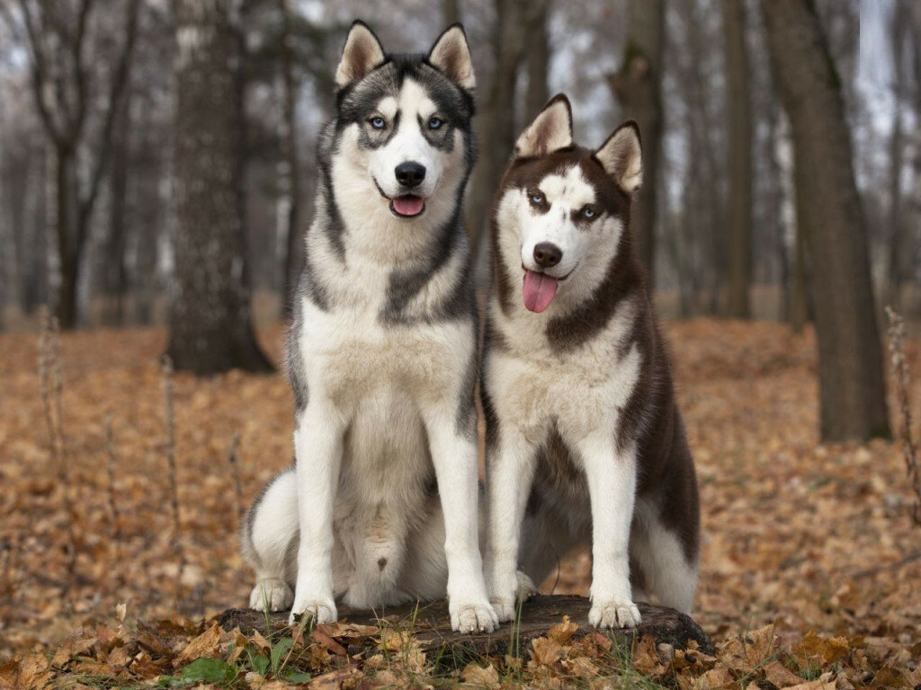 Хаски: описание породы собак с фото, цена, характеристика, дрессировка, чем кормить, сколько живут, виды и разновидности: маленькие, белые, аляскинские и сахалинские