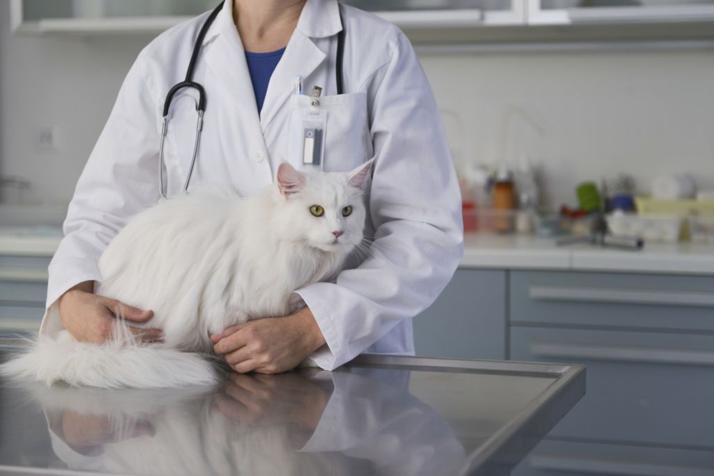 Гастрит у кошек: причины возникновения, симптомы, диагностика, лечение