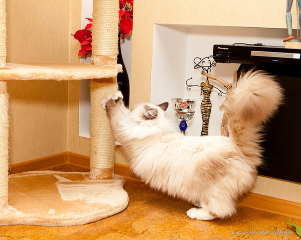 Как отучить кошку драть обои и мебель: советы для хозяина