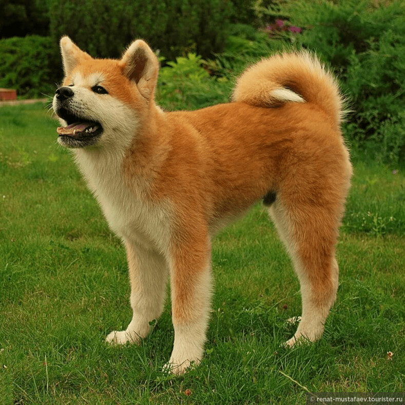 Японские собаки: породы, их описание и фото :: syl.ru