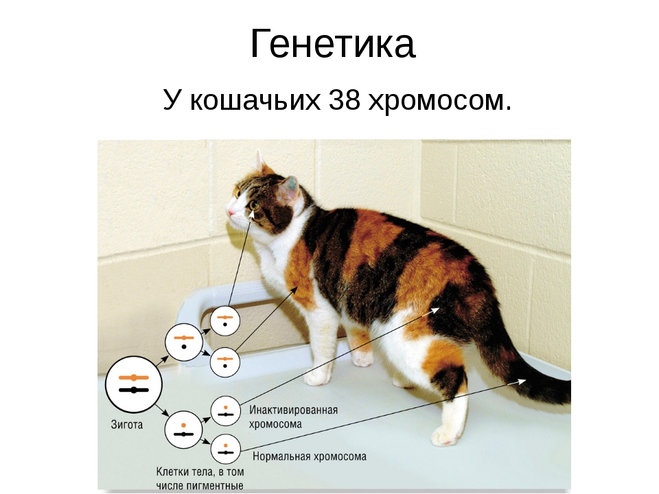 5 типов кошек. Хромосомы кошки. Набор хромосом кошки. Сколько хромосом у кошки. Генетика кошек.