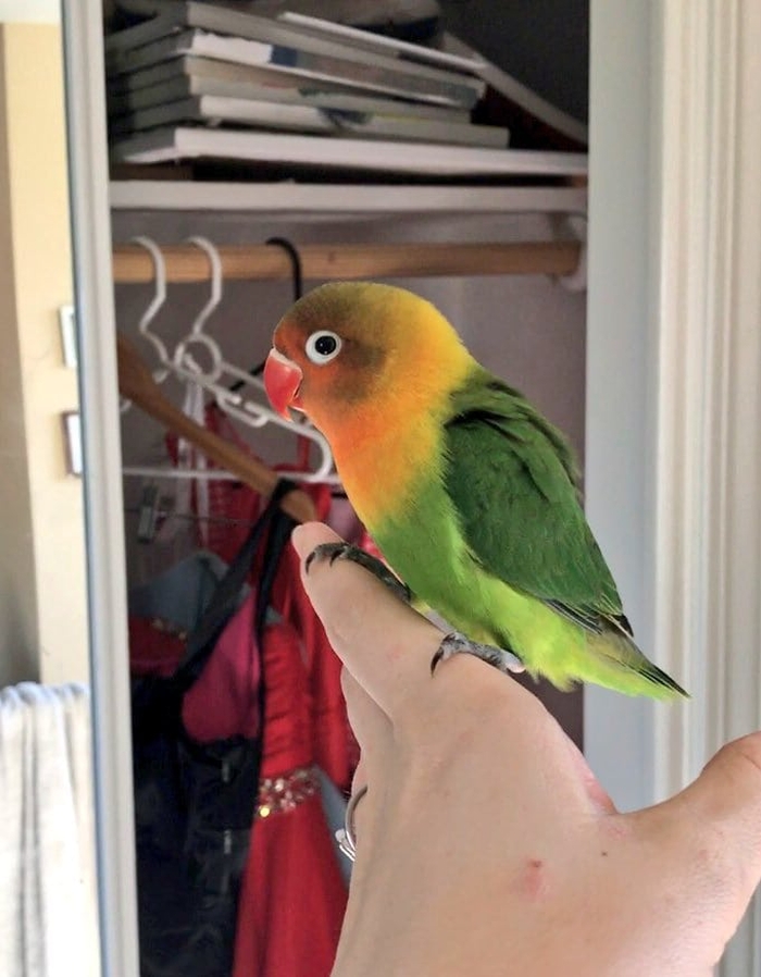 Почему нельзя держать дома попугая