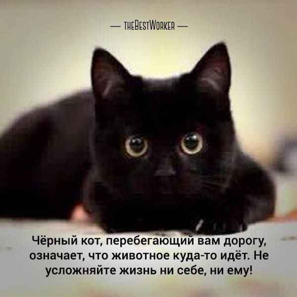 Черная кошка в доме хорошо. Черные коты приметы. Черный кот плохая примета. Черный кот суеверия. Что означает черный кот.