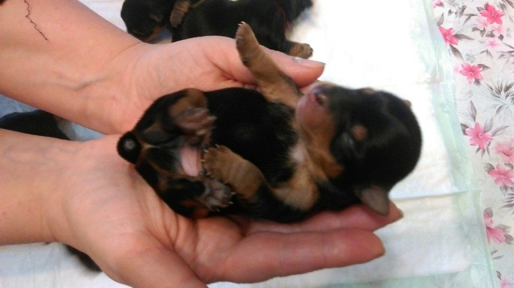 Новорожденные щенки йоркширского терьера фото по дням