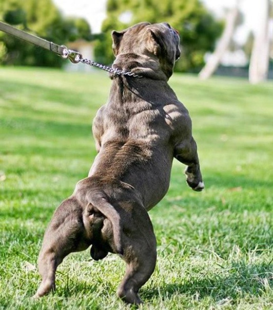 Названия мускулистых пород собак