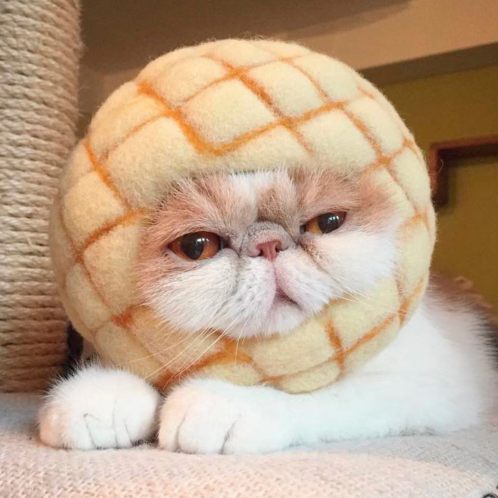 Кошки и коты с большими ушами: порода | фото, цена
