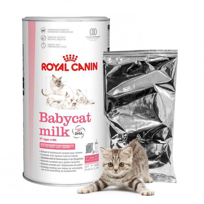 Как и чем кормить новорожденных котят, если у кошки нет молока? | блог ветклиники "беланта"