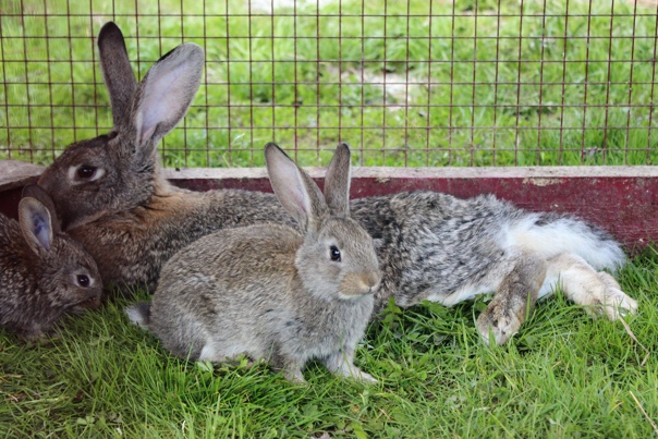 Кролики-гиганты: породы и особенности разведения