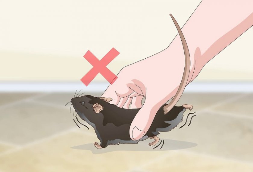 Что делать если укусила домашняя крыса до крови?