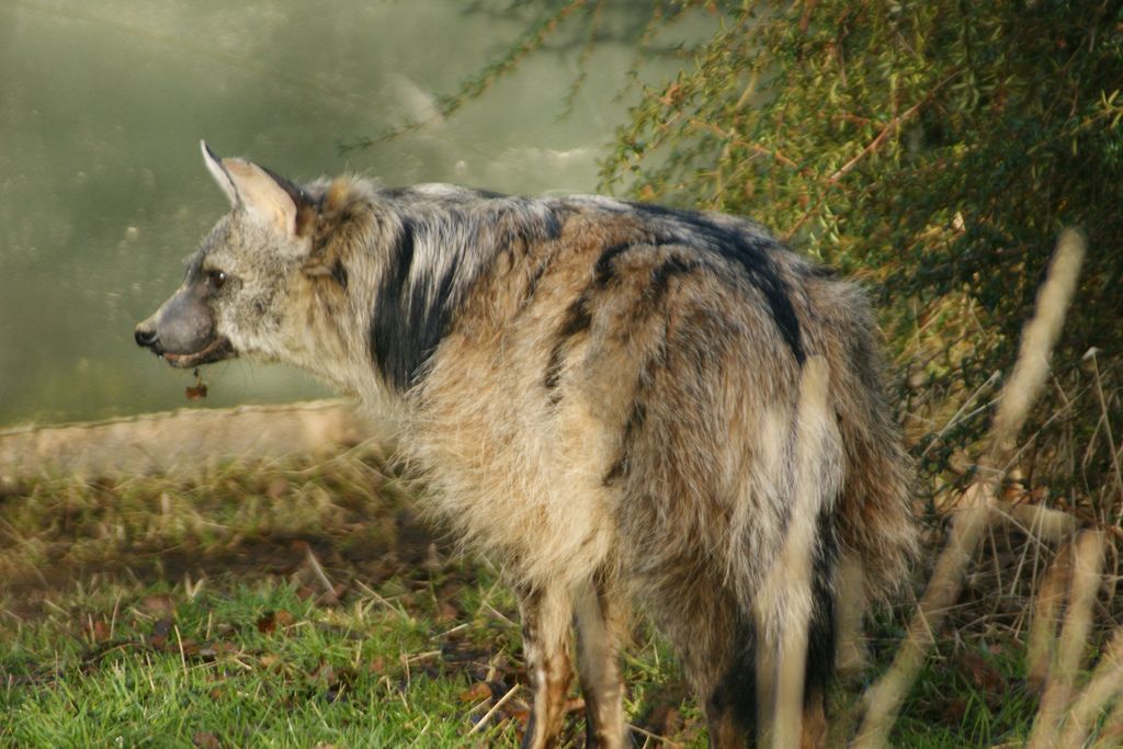 Земляной волк | мир животных и растений