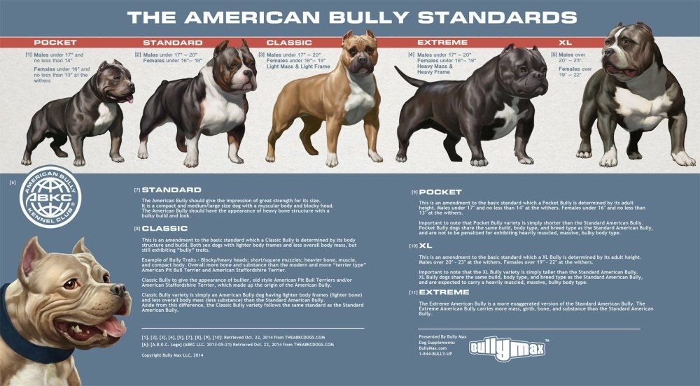 Американский бульдог собака. описание, особенности, уход и цена американского бульдога
