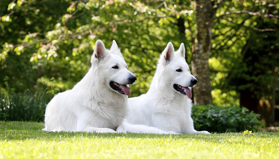 Белая швейцарская овчарка — фото, описание породы, характер и особенности содержания собаки