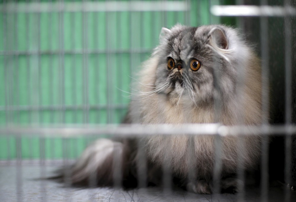 Выставка кошек в москве в 2021 году – расписанние ✅