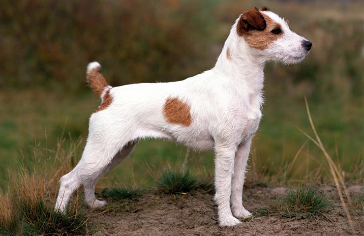 Описание породы собак парсон рассел терьер с отзывами владельцев и фото