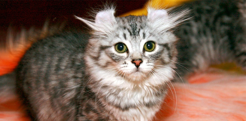 Американский кёрл: кошка с закрученными ушками