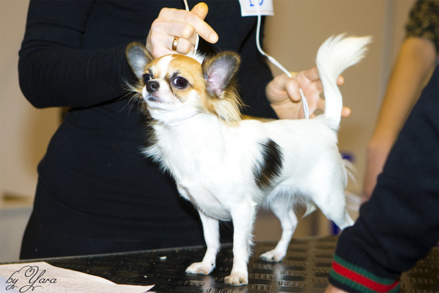 Стрижка длинношерстного чихуахуа – нужно ли подстригать собак этой породы и какие прически существуют + фото
