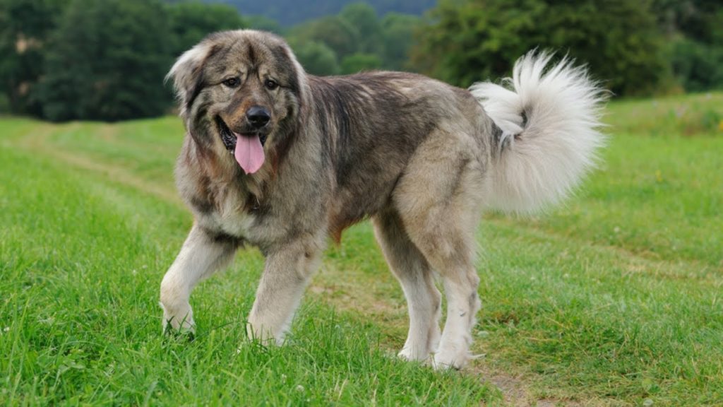 Ирландский волкодав собака. описание, особенности, уход и цена породы