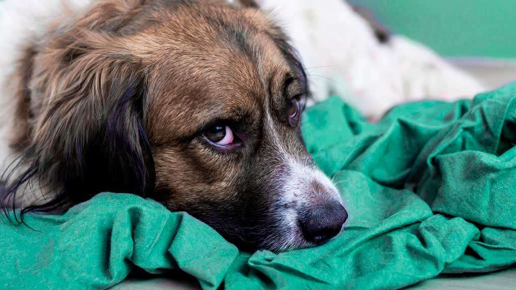 Чумка у собак: симптомы, проявления и медицинская помощь - интересное про собак
