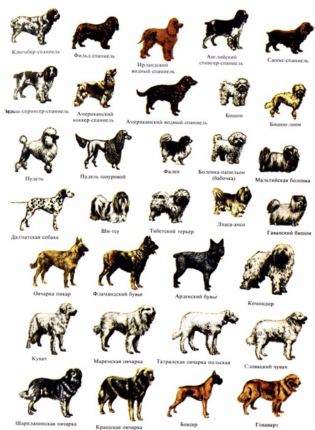 Популярные породы собак