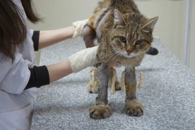 Кот сломал лапу симптомы - если кот сломал лапу, что делать
