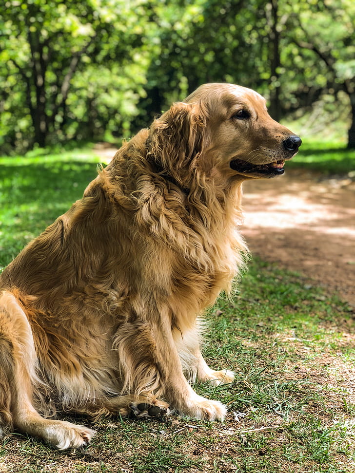 Характеристика собак породы золотистый (голден) ретривер с отзывами и фото