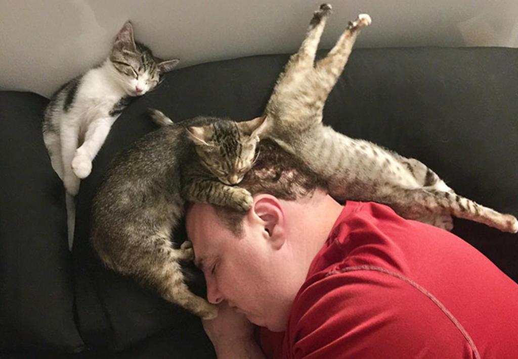 Почему кошки любят лежать на спине: причины и как себя вести