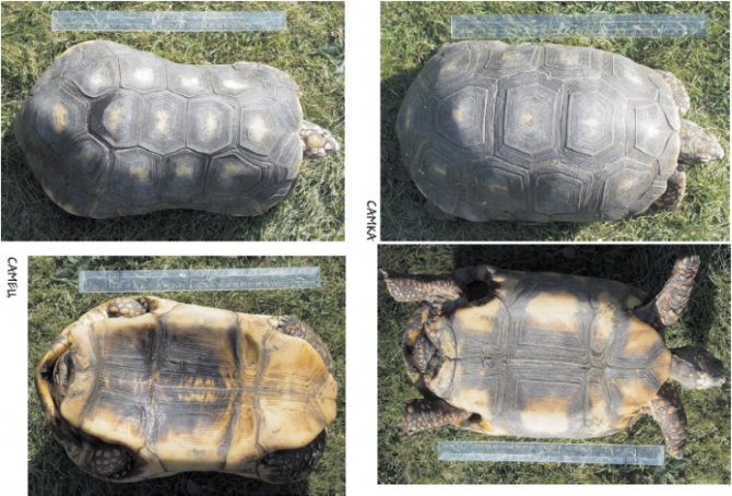 Как определить пол черепахи и как они спариваются и размножаются