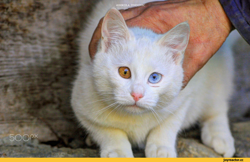 Клички кошкам с разными глазами