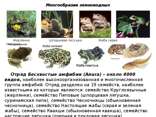Обыкновенная (серая) жаба: описание, образ жизни, содержание в террариуме