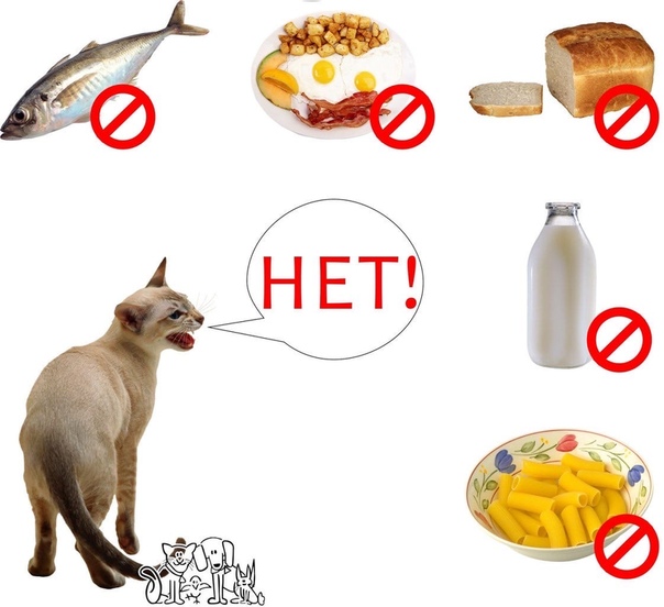 Чем можно, а чем нельзя кормить кошек и собак (таблица)