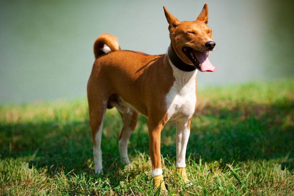 Басенджи: описание породы нелающих собак с фото и видео