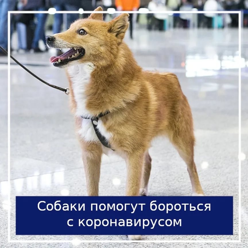 Шалайка, или собака сулимова — новая российская поисковая порода
