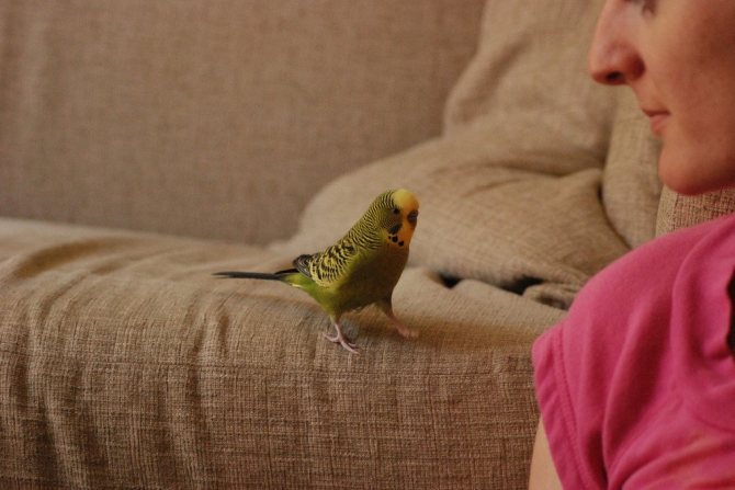Адаптация волнистого попугая дома после покупки, сколько длится, что делать, если птица мечется по клетке