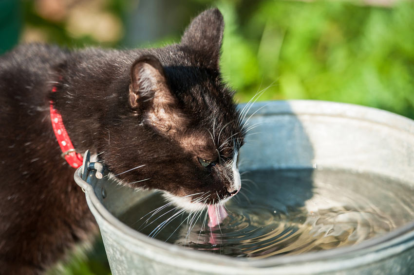Почему кошки и коты не пьют воду