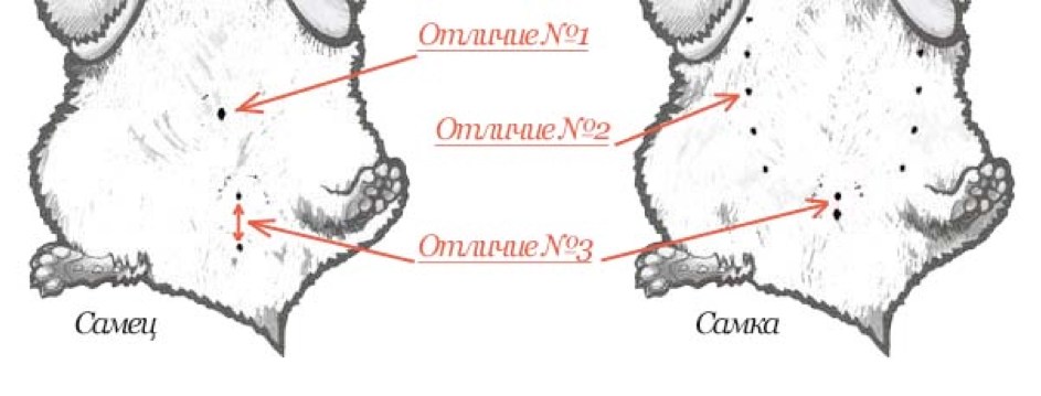 Определяем пол джунгарских хомяков: пошаговая инструкция