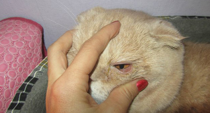 Травма глаза собаки, кошка поцарапала глаз собаке, что делать | блог ветклиники "беланта"