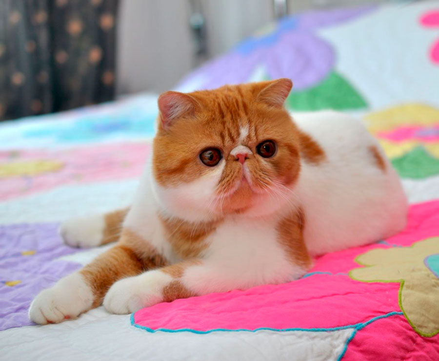 Экзотическая кошка: особенности породы с фото, характер, стоимость кота экзота