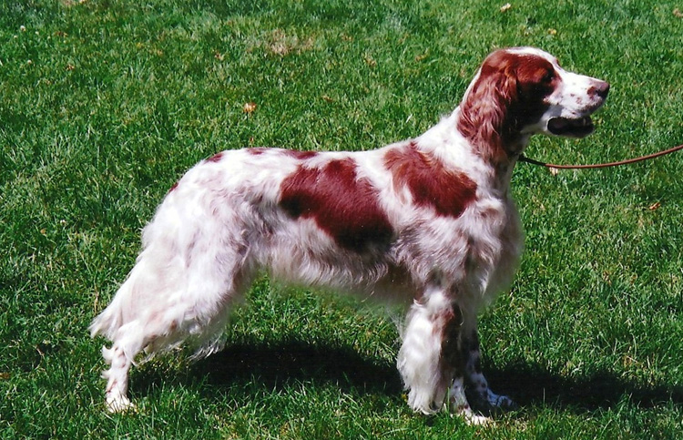 Ирландский сеттер - порода собак - информация и особенностях | хиллс