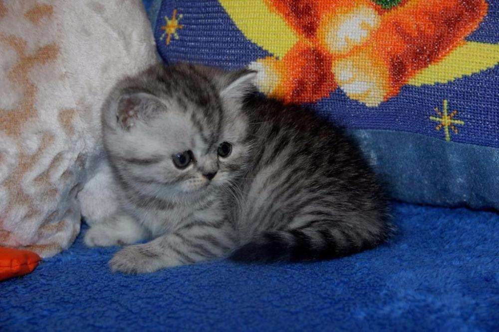 Окрас британской кошки whiskas (12 фото): особенности цвета и тонкости ухода. почему многие думают, что существует порода котов «вискас»?