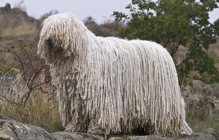 Венгерская овчарка или комондор(командор собака): фото породы и цена
