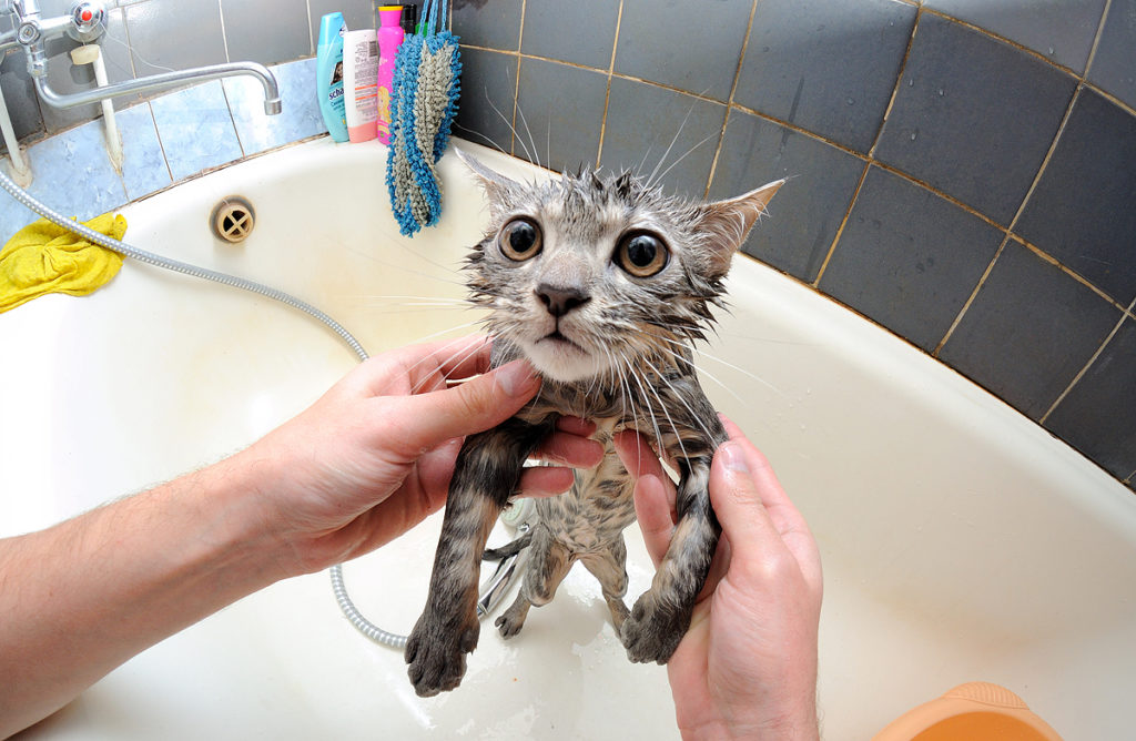 Как купать котенка: как часто и какими средствами