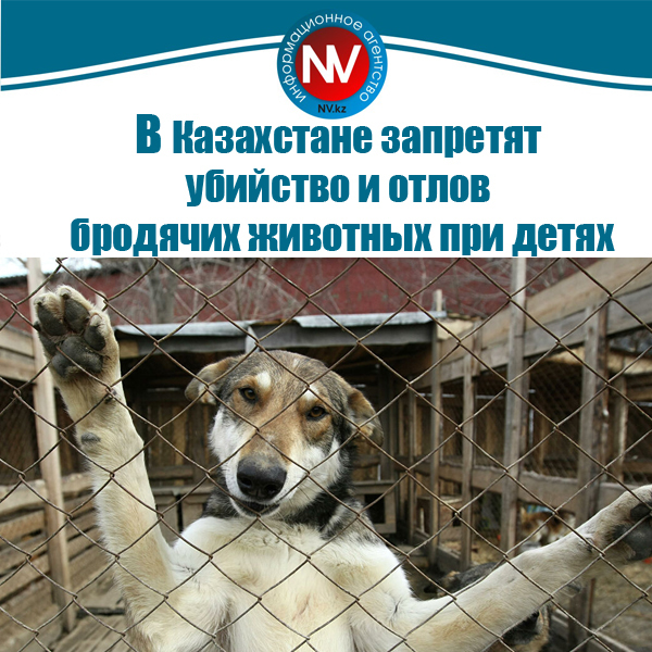 «мы не наделены никакими правами». как работает закон об ответственном обращении с животными — на примере кирова