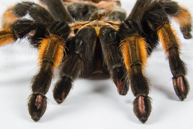 Тарантул: виды, фото, описание, содержание. как выглядит паук тарантул: кто такой; ядовитый он или нет
