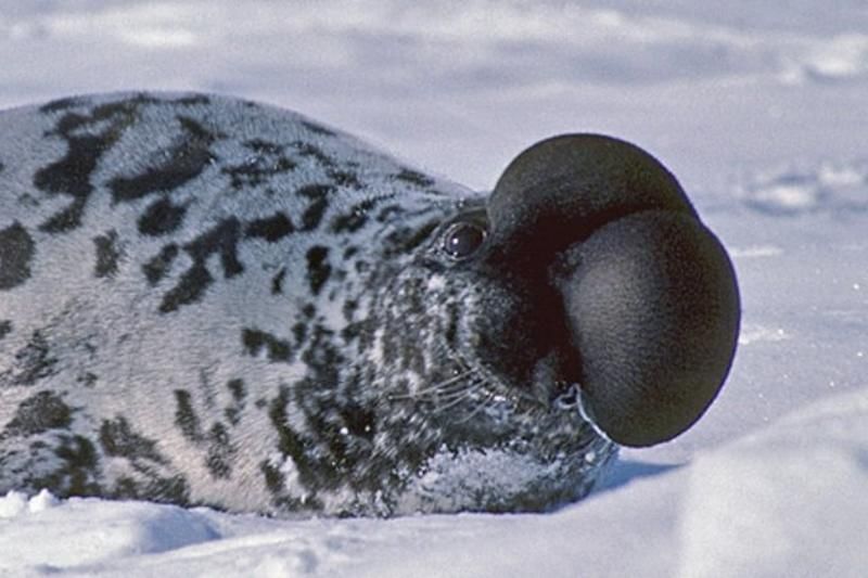 Ларга тюлень. образ жизни и среда обитания тюленя ларга | животный мир